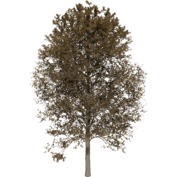 Alnus glutinosa C autumn