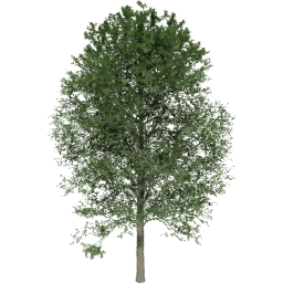 Alnus glutinosa C summer