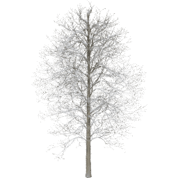 Alnus glutinosa C winter