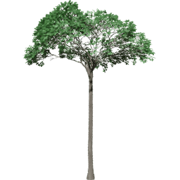 Bertholletia excelsa B summer