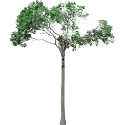 Bertholletia excelsa C summer