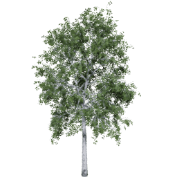 Betula pendula A summer
