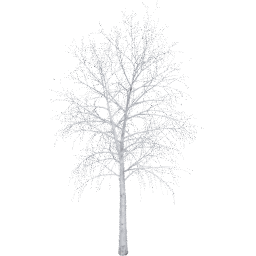 Betula pendula A winter