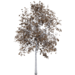Betula pendula B autumn