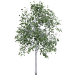 Betula pendula B summer