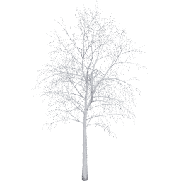 Betula pendula B winter