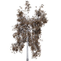 Betula pendula C autumn