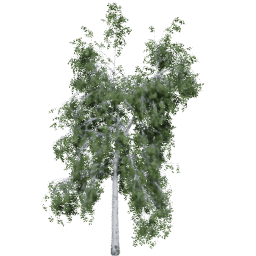 Betula pendula C summer