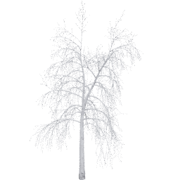Betula pendula C winter
