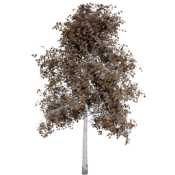 Betula pendula D autumn