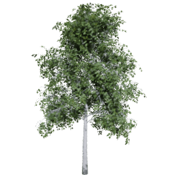Betula pendula D summer