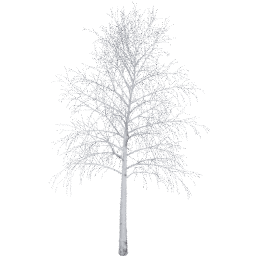 Betula pendula D winter