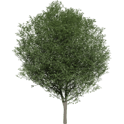 Carpinus betulus A summer