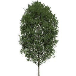 Carpinus betulus B summer