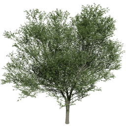 Carpinus betulus C summer
