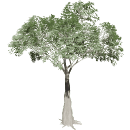 Ceiba pentandra A summer