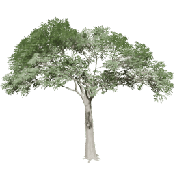 Ceiba pentandra B summer