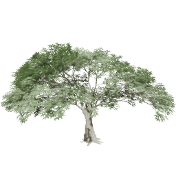Ceiba pentandra C summer