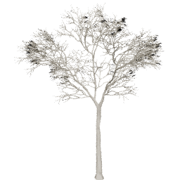 Ceiba pentandra D summer