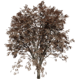 Celtis occidentalis A autumn