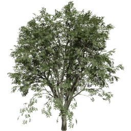 Celtis occidentalis A summer