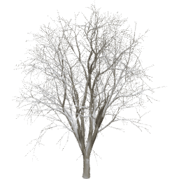 Celtis occidentalis A winter