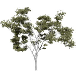 Corymbia aparrerinja A summer