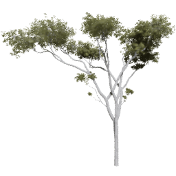 Corymbia aparrerinja B summer