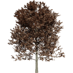 Fagus sylvatica A autumn