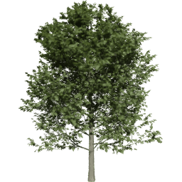 Fagus sylvatica A summer