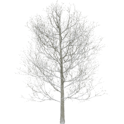Fagus sylvatica A winter