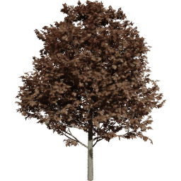 Fagus sylvatica B autumn