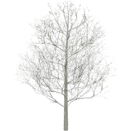 Fagus sylvatica B winter