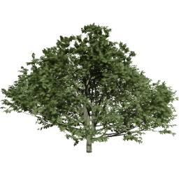 Fagus sylvatica C summer