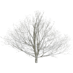 Fagus sylvatica C winter
