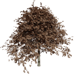 Fagus sylvatica D autumn