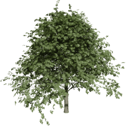 Fagus sylvatica D summer