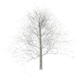 Fagus sylvatica D winter