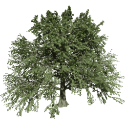 Fagus sylvatica T summer