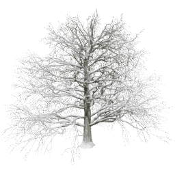 Fagus sylvatica T winter