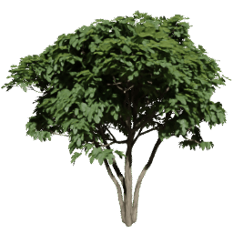 Ficus carica C summer