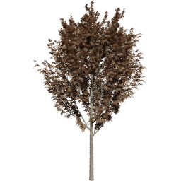 Fraxinus excelsior A autumn