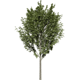 Fraxinus excelsior A summer