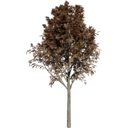 Fraxinus excelsior B autumn