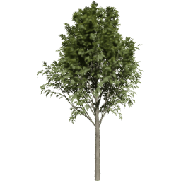 Fraxinus excelsior B summer