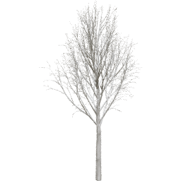Fraxinus excelsior B winter