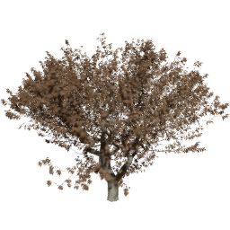 Fraxinus excelsior C autumn
