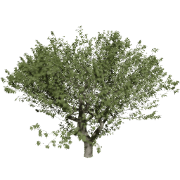 Fraxinus excelsior C summer