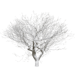 Fraxinus excelsior C winter