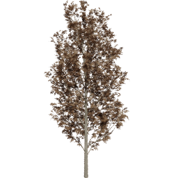 Fraxinus excelsior D autumn